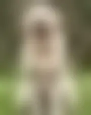 Foto van camlphus46618